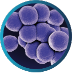 Catalase positive bacteria Staphylococcus Aureus